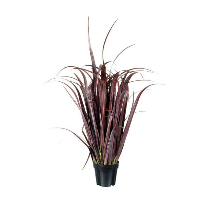 Parlane Grass Purple Fountain Potted
